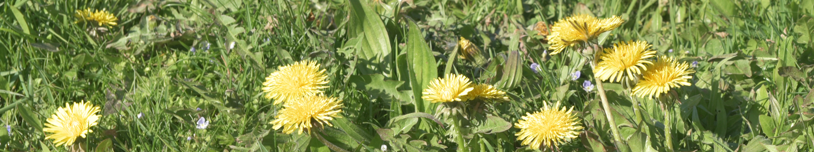 Löwenzahn auf einer Wiese ©DLR